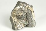 Iridescent Ammonite (Deshayesites) Fossil Cluster - Russia #207460-1